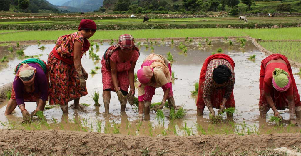 पालोपर्मले धान रोपाइँ सहज बनाइँदै