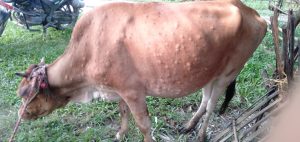 गौरादह क्षेत्रका पशुमा नयाँ रोगको सङ्क्रमण