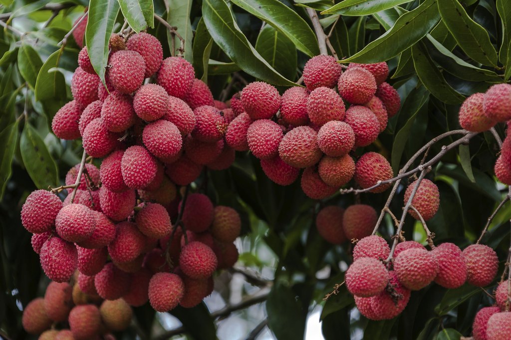 फलफूलखेतीमा कृषक आकर्षित