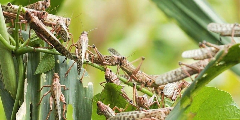 सलहले बाली नष्ट गरेपछि किसान चिन्तित