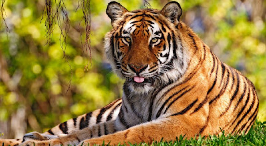 International Tiger Day today: Three tigers die of natural causes in CNP in last fiscal