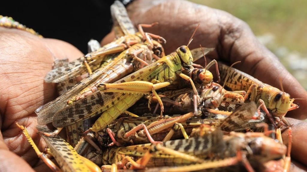Locust swarms invade over 10,000 hectares in southwest China