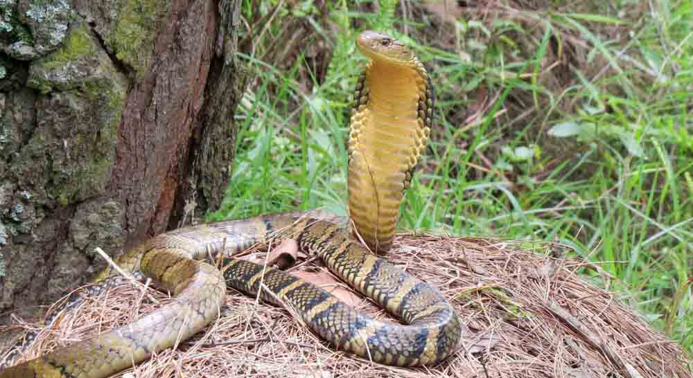 सर्पले डस्दा चुसेर उपचार : विश्वास कि बाध्यता ?