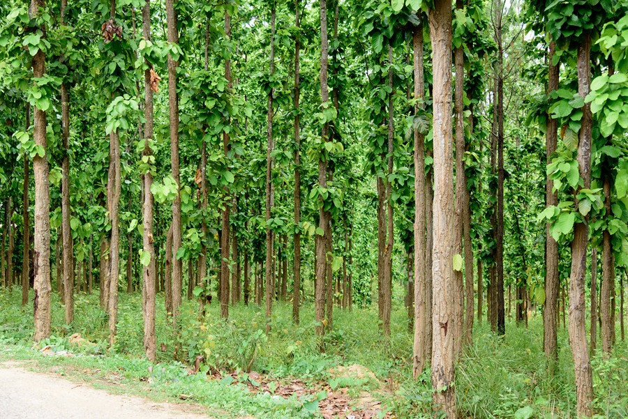 समृद्धिका लागि सामुदायिक वन