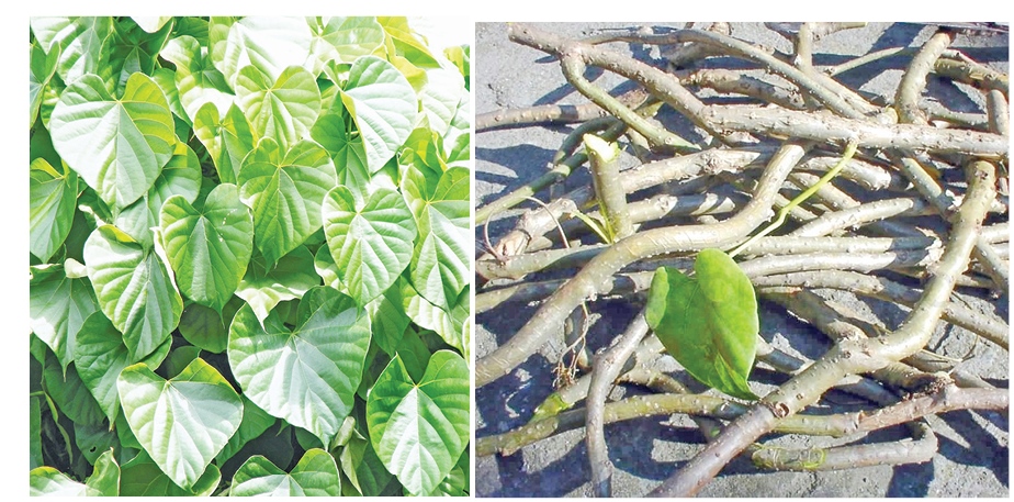 गुर्जाेप्रति बढ्दो मोहः कर अधिकृतले निःशुल्क बाँड्दै बिरुवा