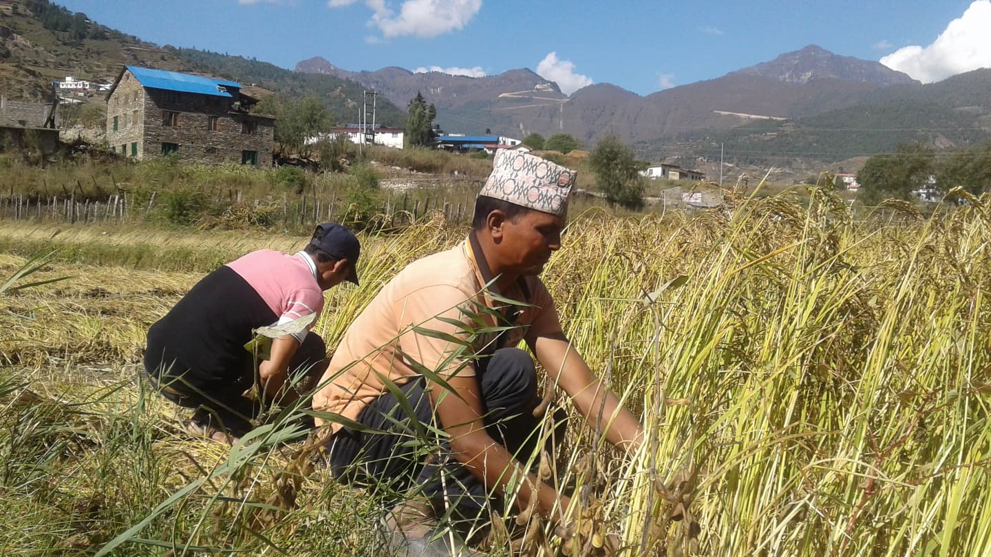 जुम्लामा येसपाली गत वर्ष भन्दा बढी फल्यो मार्सि धान