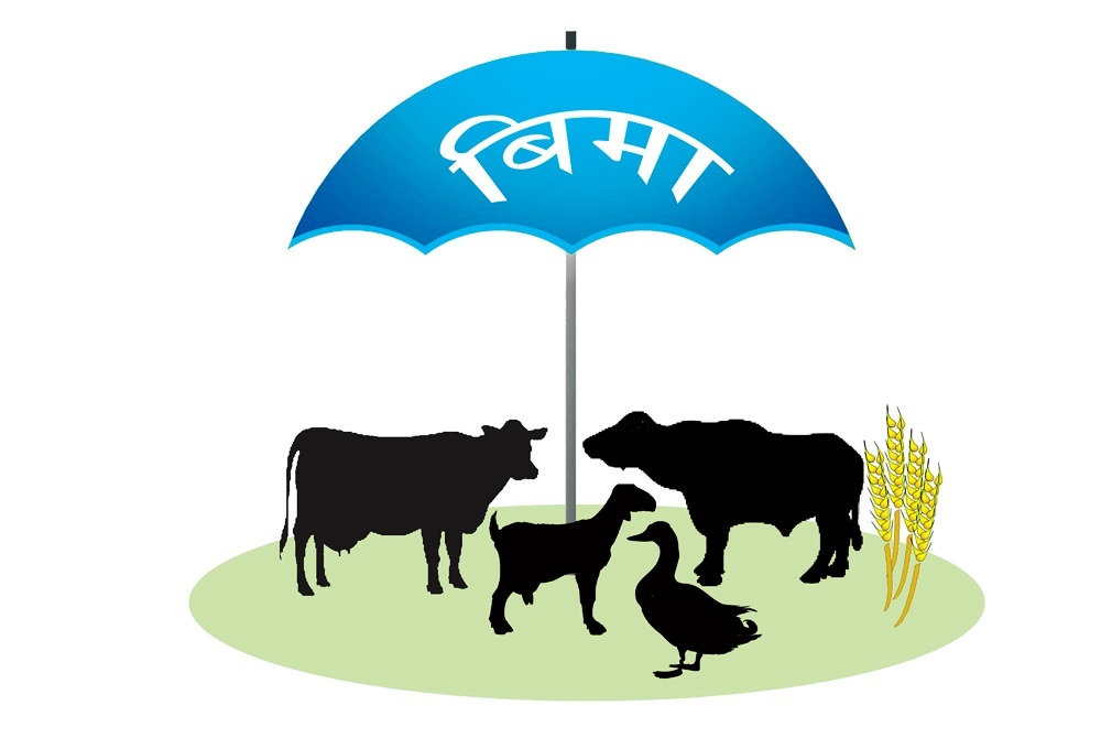 मुसीकोटका कृषकलाई निःशुल्क बाली र पशु बीमा