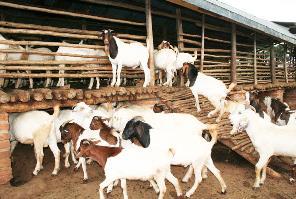 बाह्र वर्षदेखि बाख्रासँगै रमाउँदै
