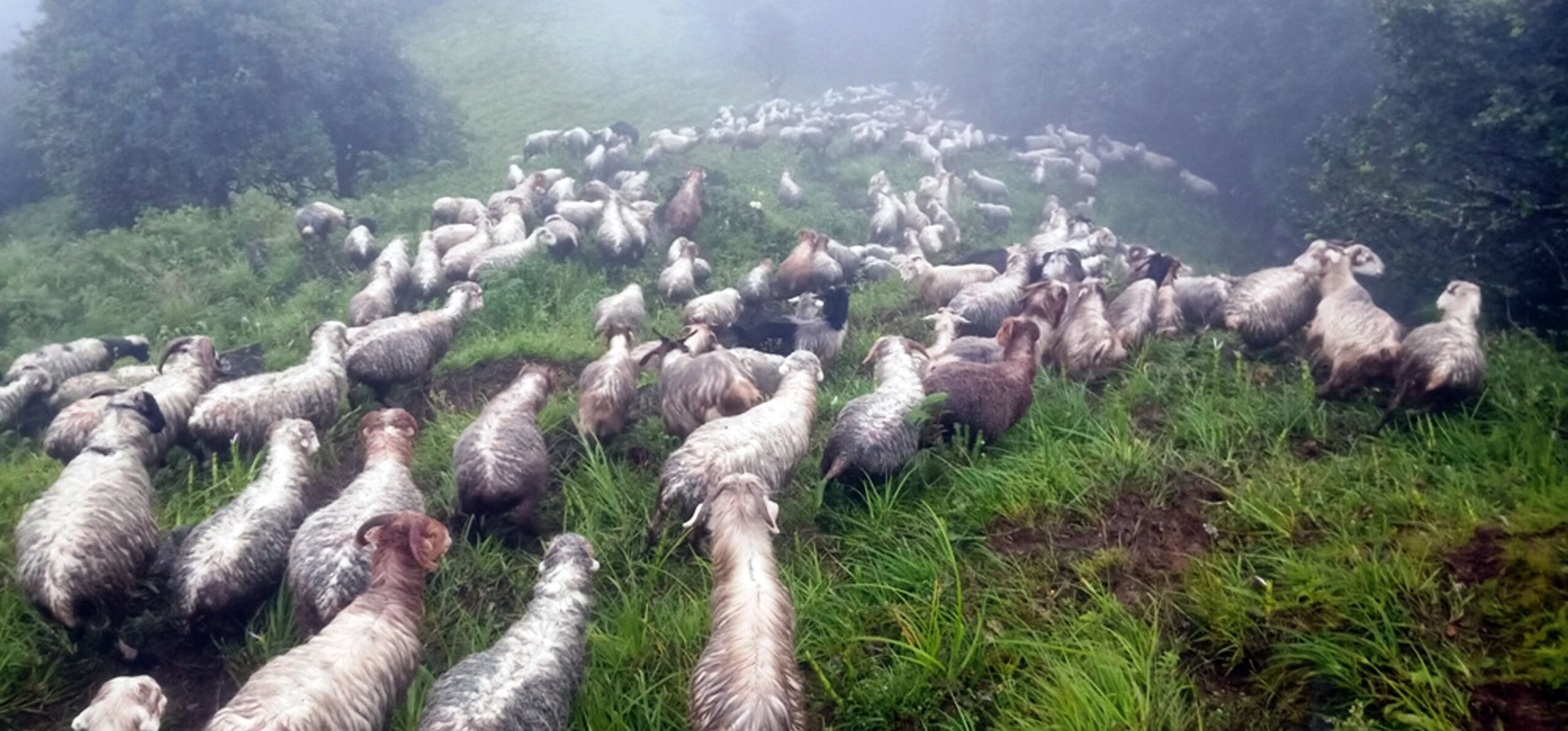 म्याग्दीको धवलागिरिको  भेडीगोठ