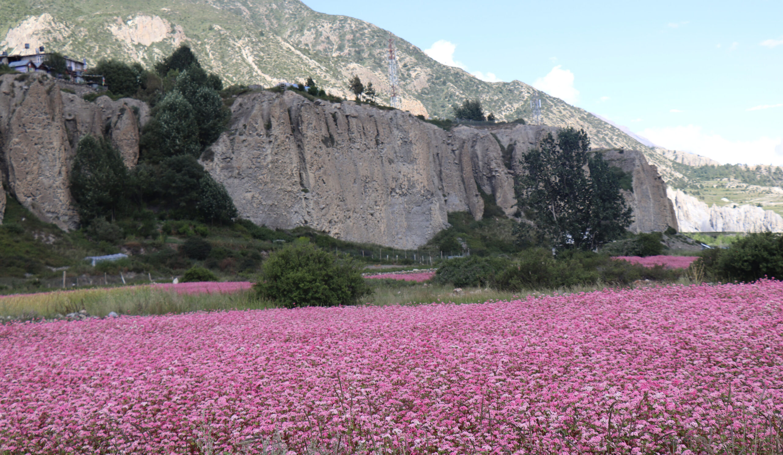 ढकमक्क फुलेको फापर