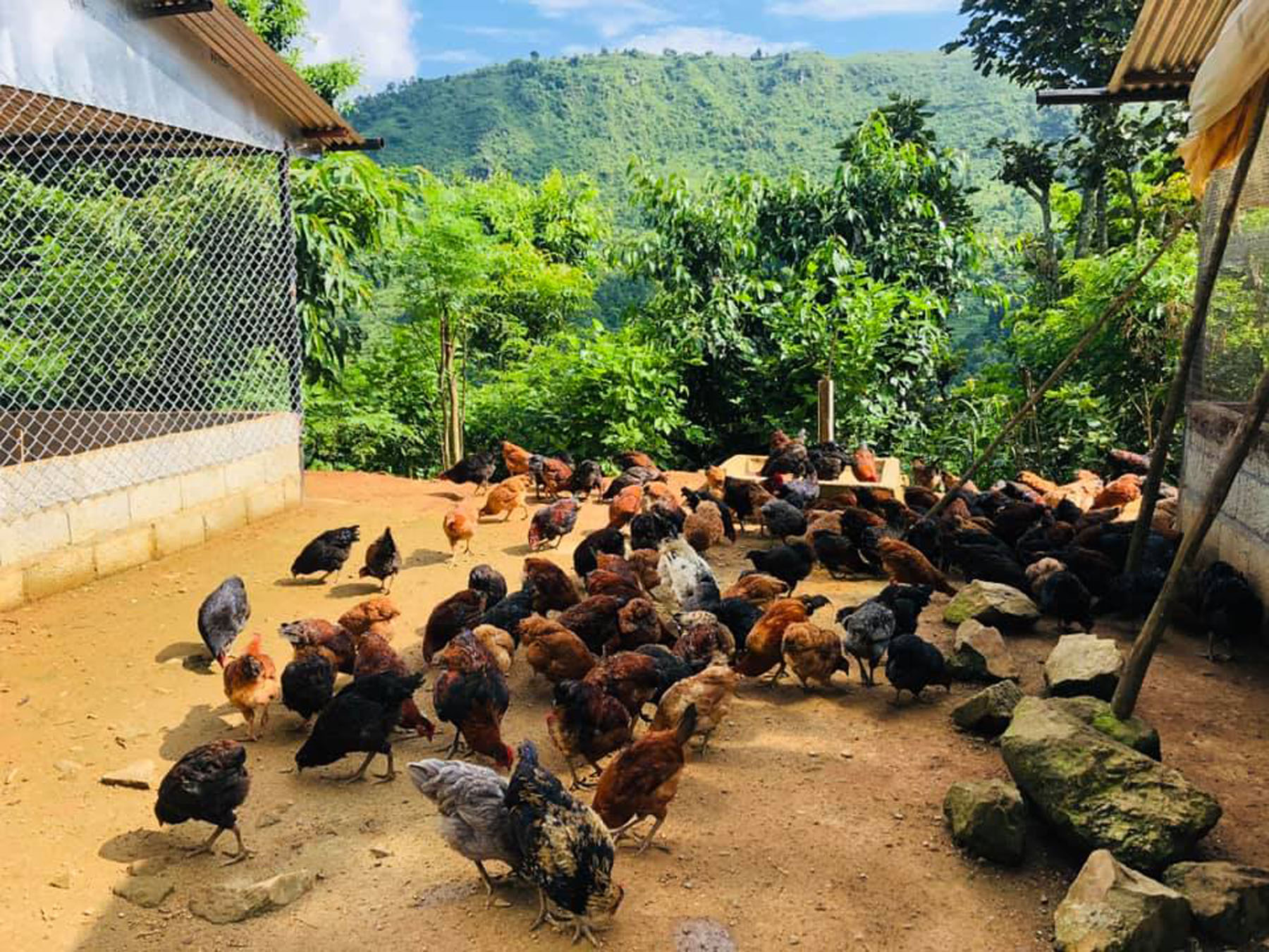 व्यावसायिक कुखुरा पालन