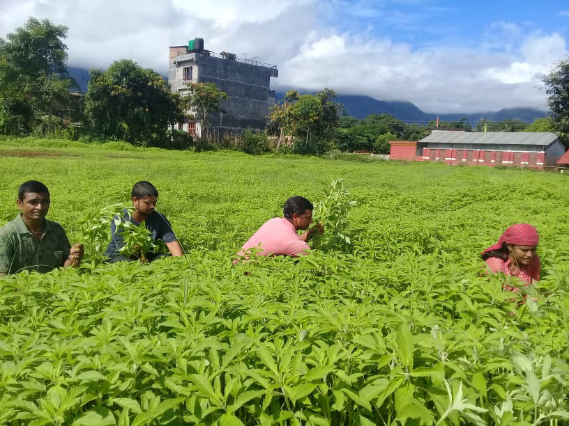 विद्यालयको खेलमैदानमा तील गोडमेल