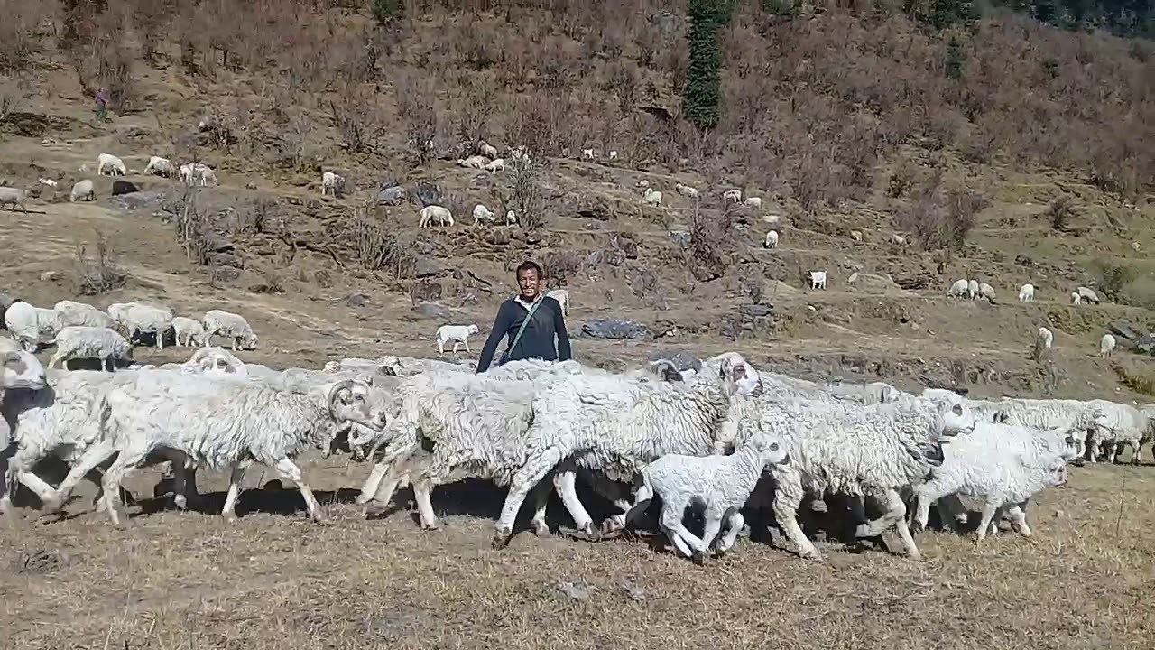 रोल्पाको लेकमा रमाउँदै भेडी गोठाला