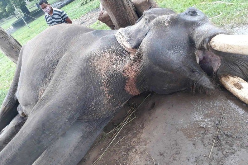 मरेका हात्तीमा क्षयरोग देखिएपछि जिउँदोको परीक्षण शुरु