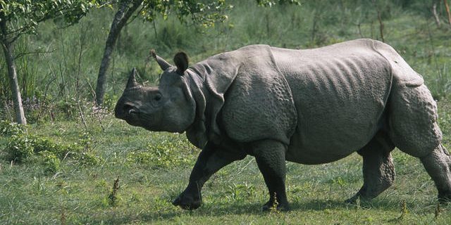 बाढीले बगाएको तीन वर्षपछि गैँडाको उद्धार