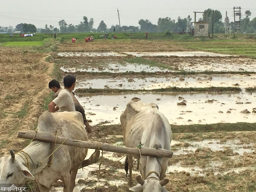 प्राविधिक नहुँदा किसान हैरान