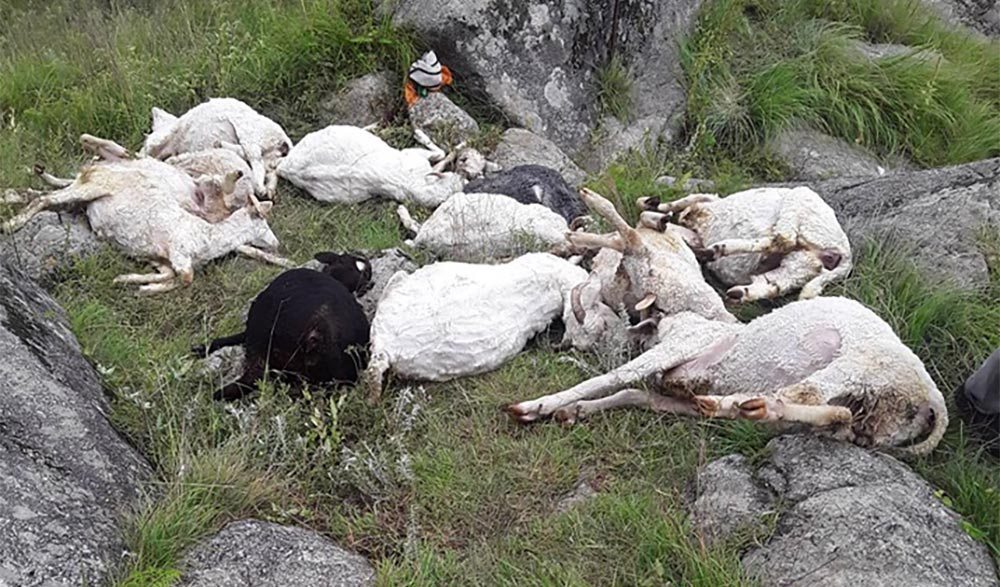 चट्याङले भेडा मर्दा रु.२६ लाखको क्षति