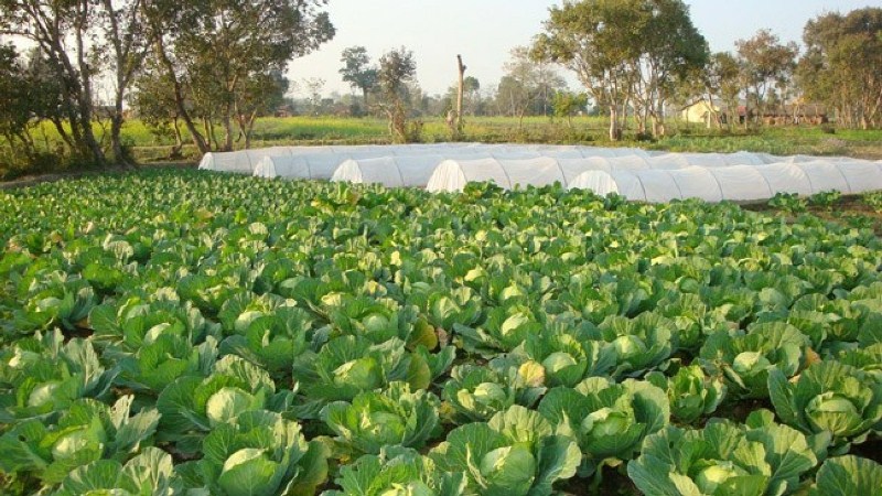 तरकारी खेतीतर्फ युवाको बढ्दो आकर्षण
