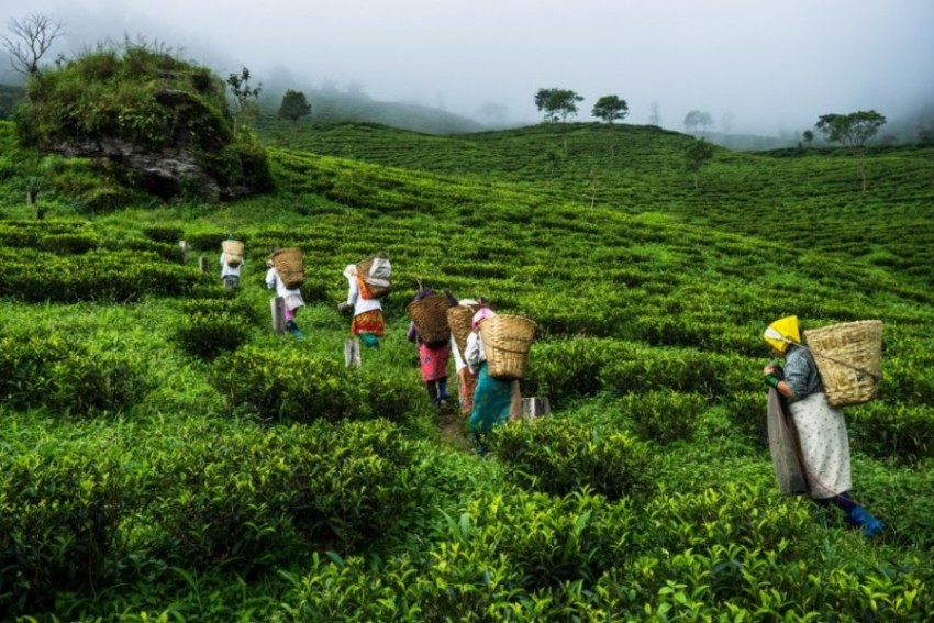 सक्छौ तोकिएको मूल्य देऊ, सक्दैनौ चिया फिर्ता देऊ : चिया किसान