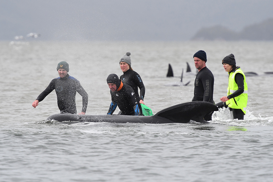 Hopes fade for more survivors in Australian mass whale stranding
