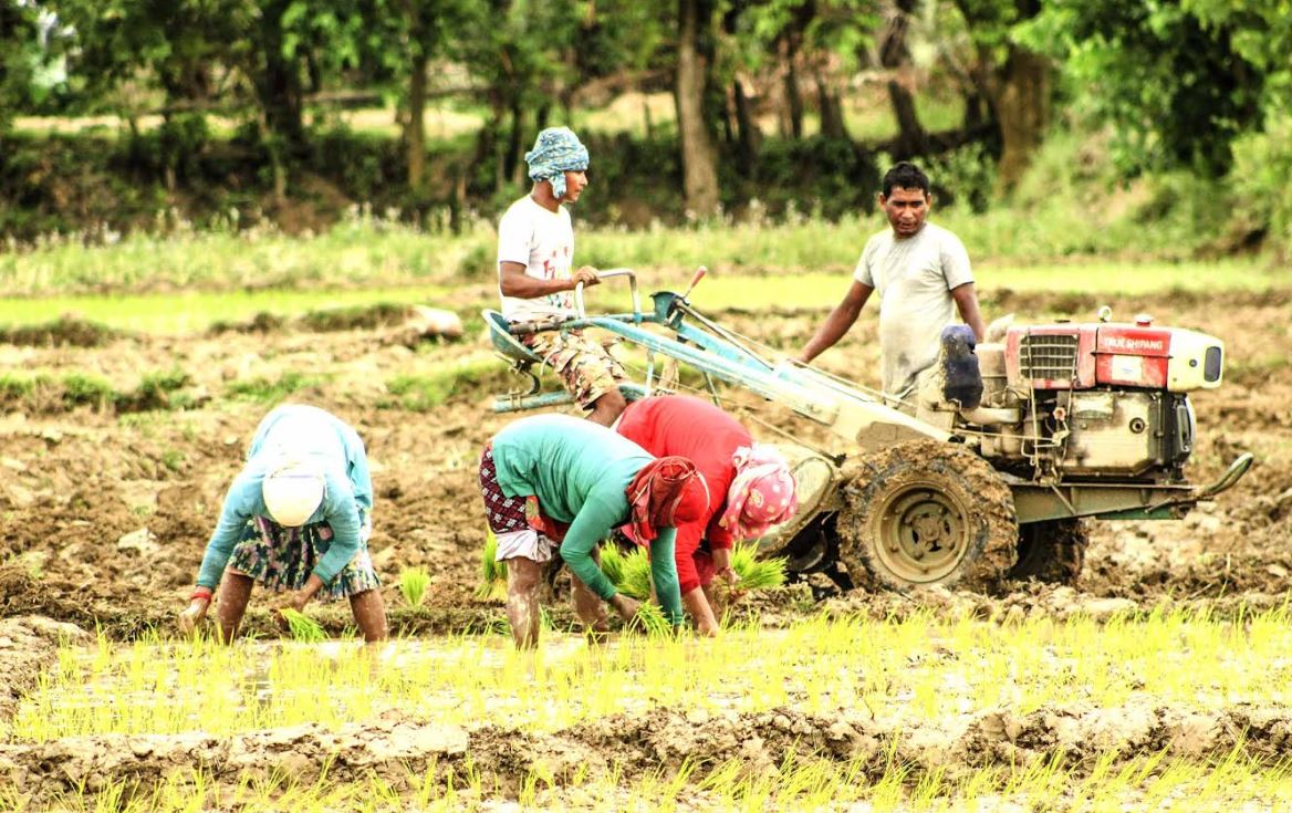 आधुनिक कृषि प्रणाली अपनाउँदै पाल्पाका कृषक