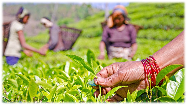 भलिबल खेल छाडेर चिया व्यवसायी बने माधव