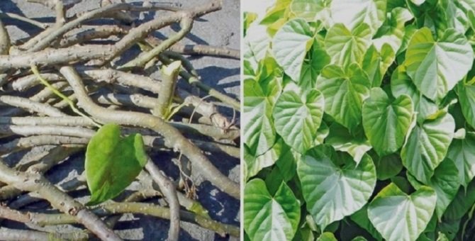 गुर्जो रोपण अभियानमा गोकर्णका महिला