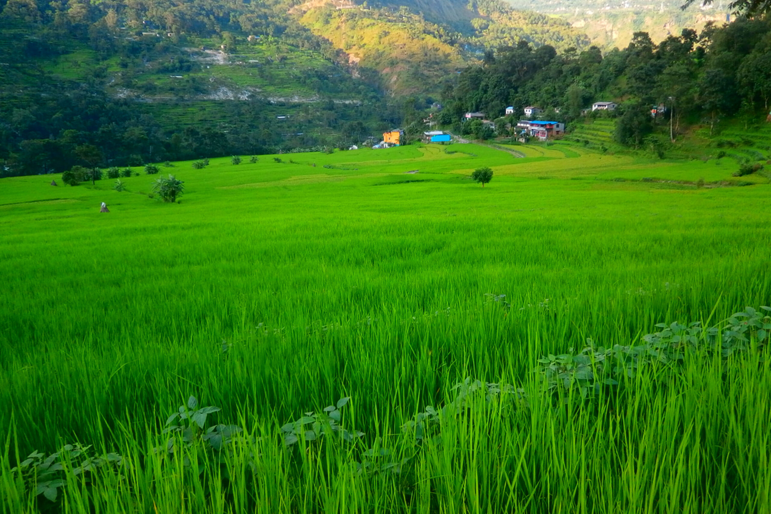 धानबालीले हरियाली बगरफाँट