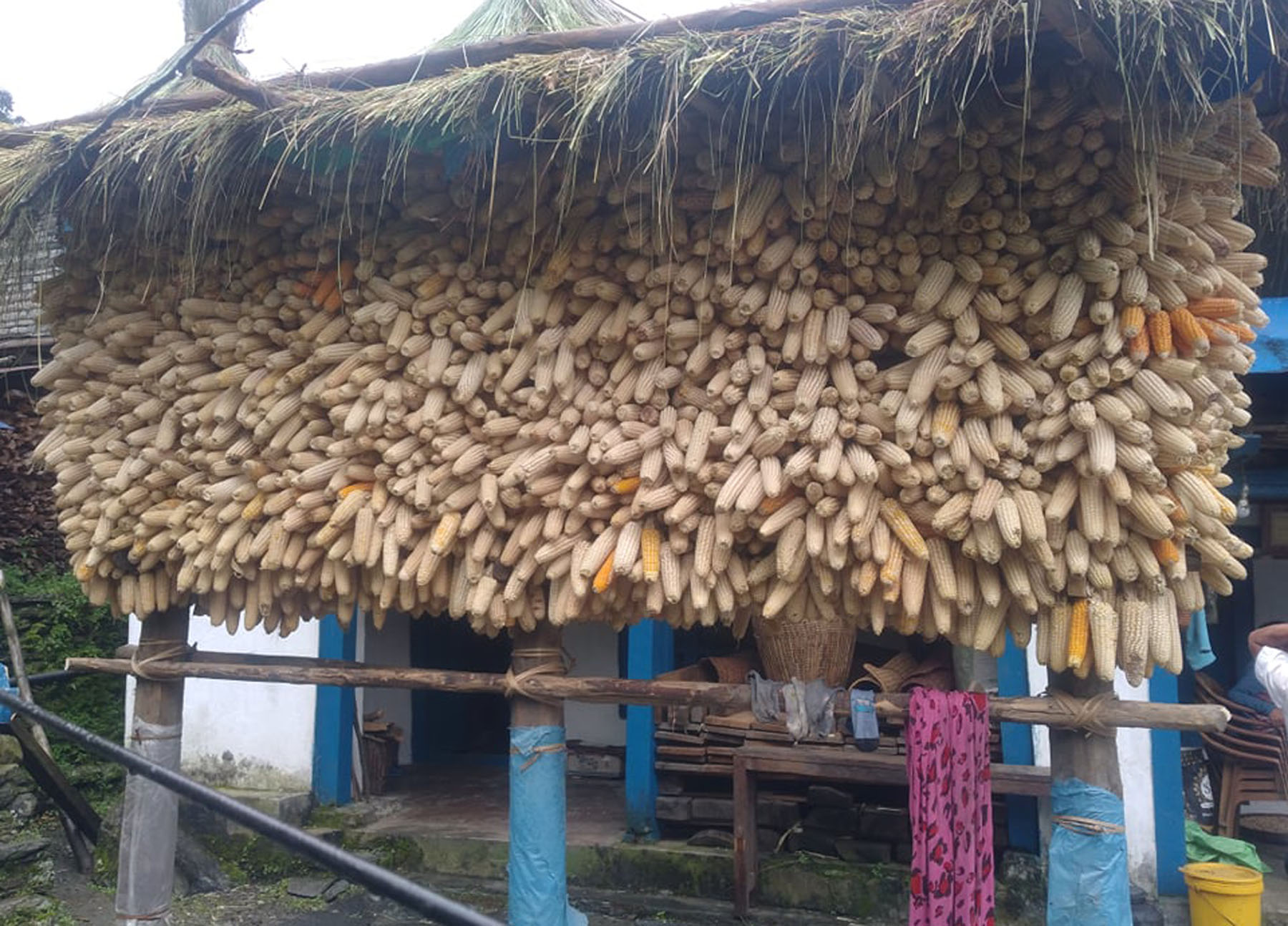 कुहिनबाट जोेगाउन थाङ्ग्रामा राखिएको मकै