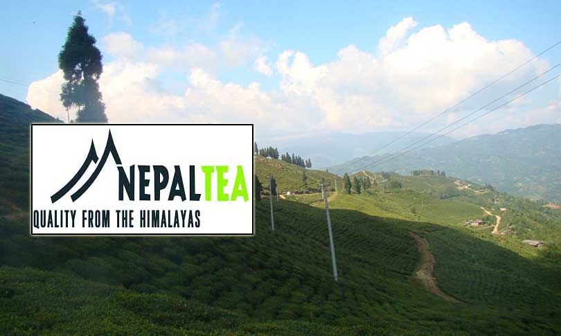विश्व बजारमा ‘नेपाल टी’,नेपाल चिया उत्पादन शुरु भएको १५७ वर्षपछि आफ्नै लोगो