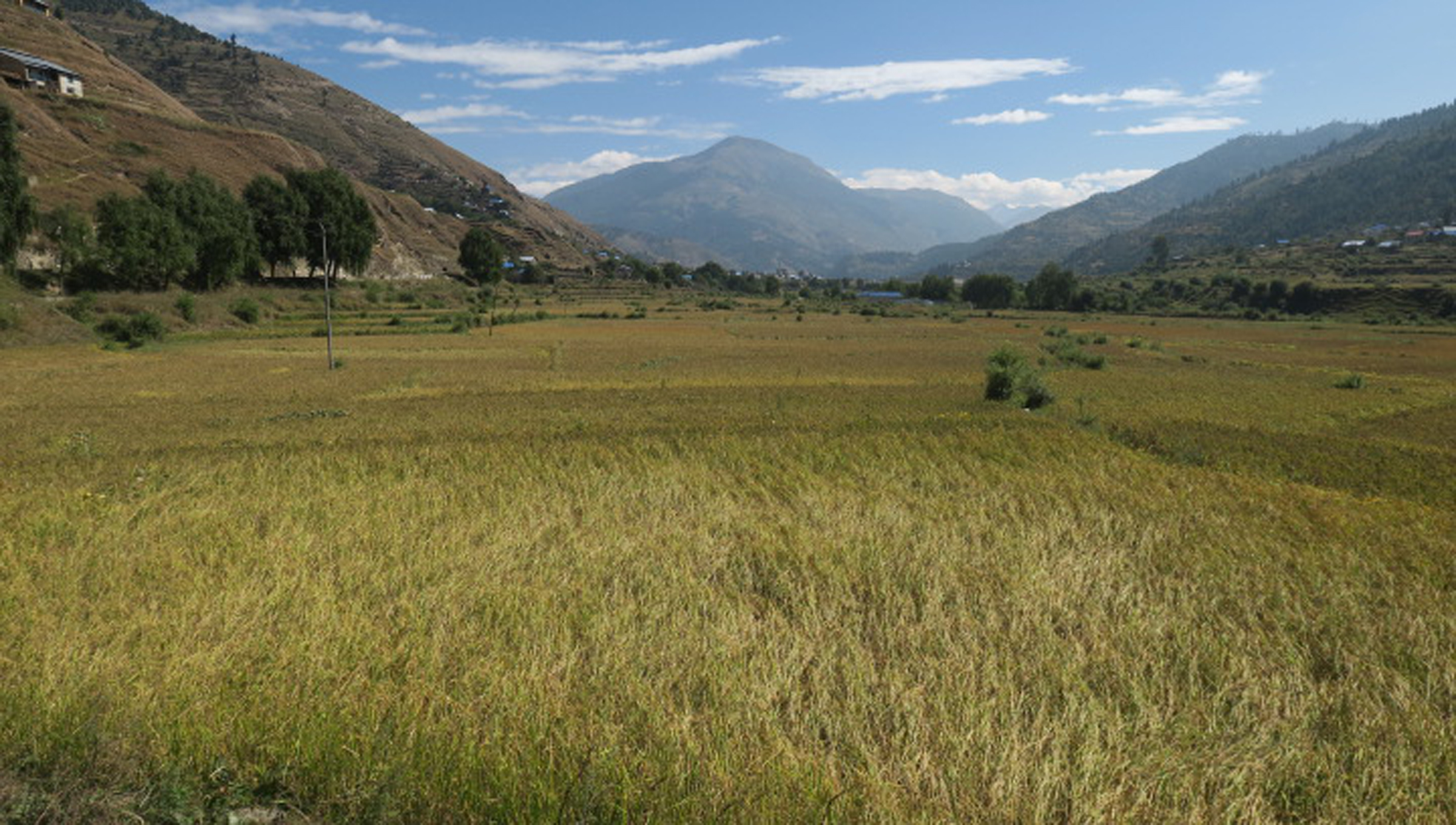 जुम्लामा झुलेका कालीमार्सी धान