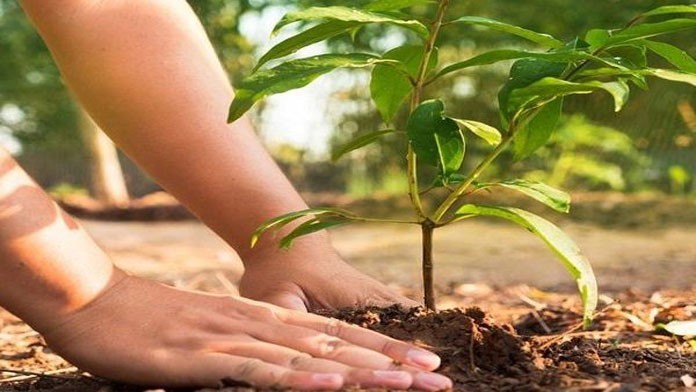 जडीबुटी खेतीमा प्रोत्साहन गर्न निः शुल्क बिरुवा