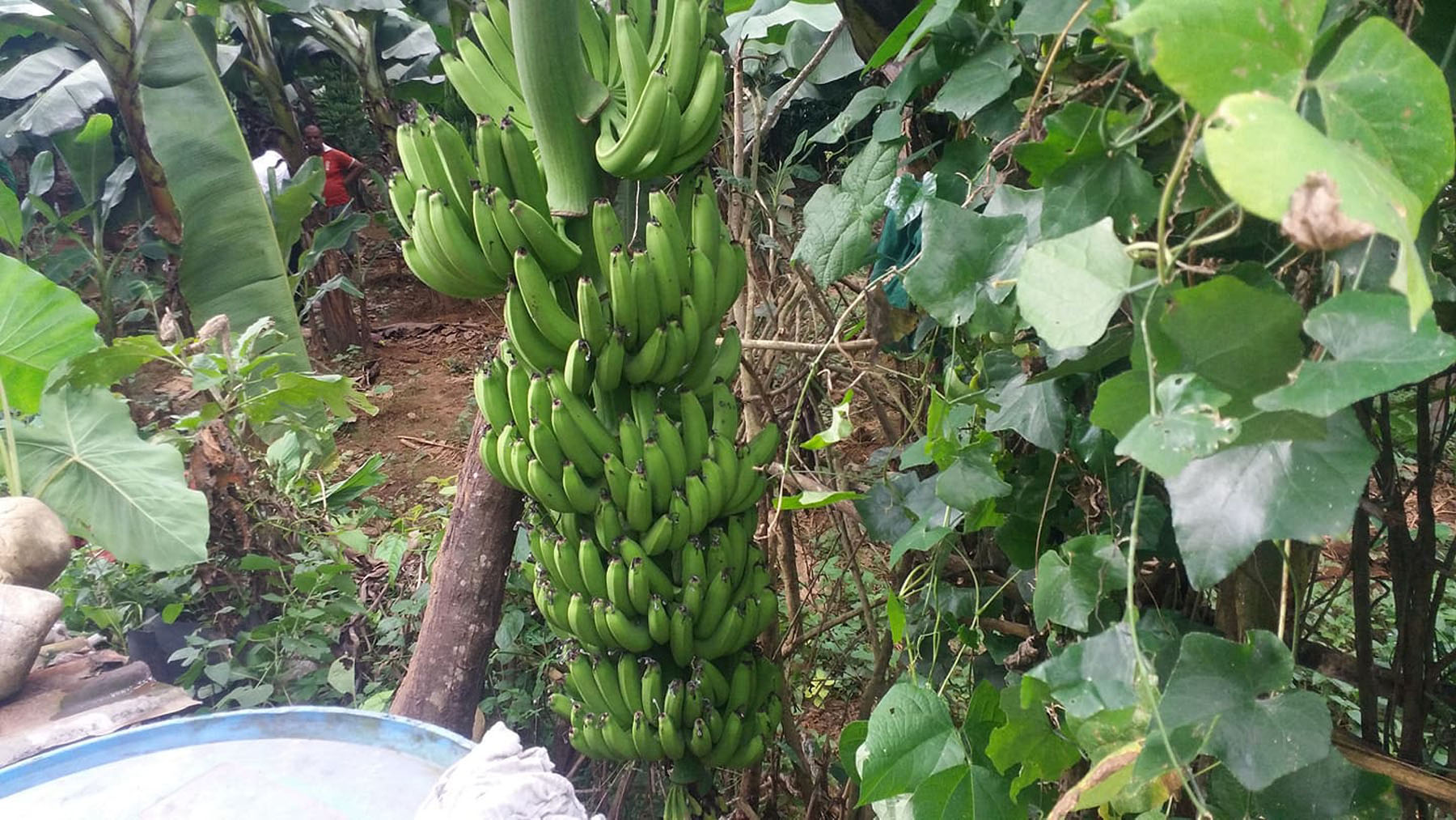एकै घारीमा तीन सय बढी केराका कोसा