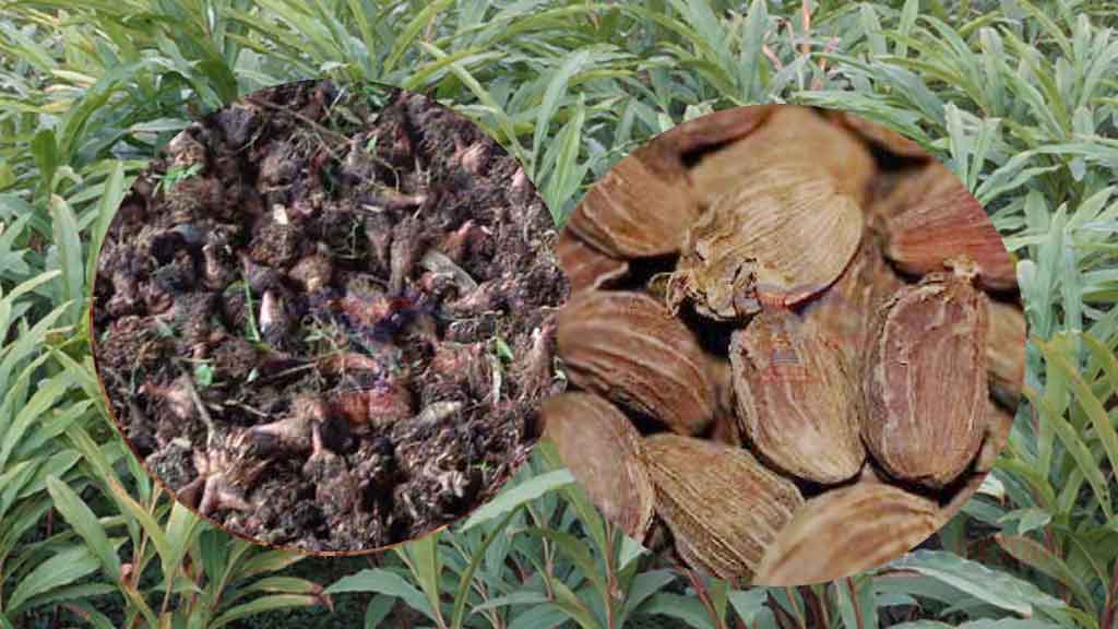 अलैँचीमा सकस : बजार मूल्यभन्दा भन्सार मूल्य दोब्बर