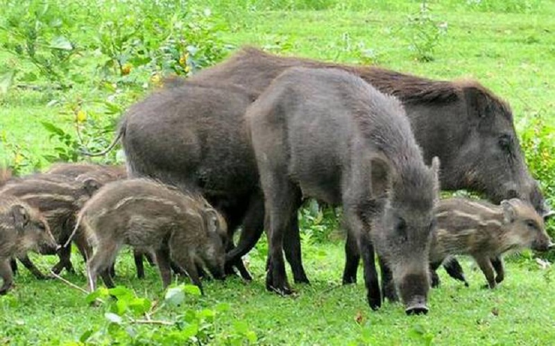 जङ्गली जनावरले बाली नष्ट गर्दै, किसान चिन्तित