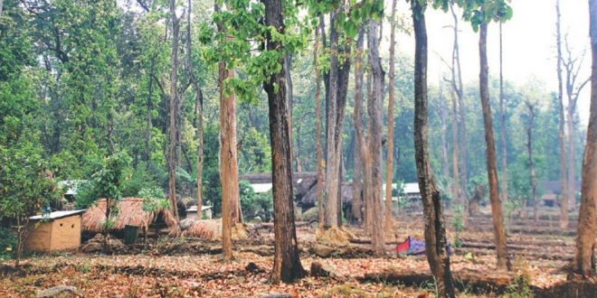 अतिक्रमणको चपेटामा सरकारी तथा सामुदायिक वन