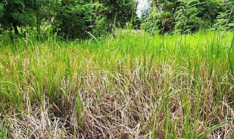 खैरो फड्के कीराको प्रकोपले धानबालीमा क्षति