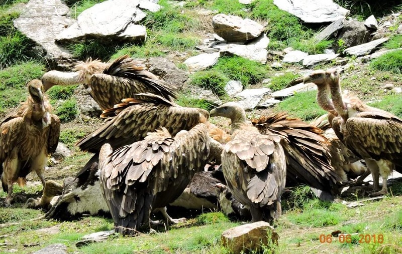जाजरकोटमा गिद्ध गणना