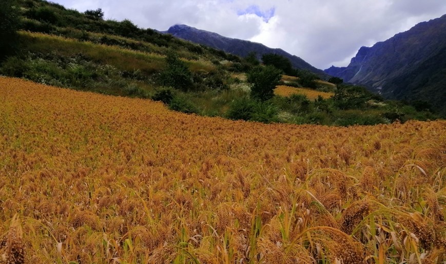 हुम्लामा किसानलाई कोदो, चिनो फापरलगायतका कात्तिके बाली भित्र्याउने चटारो