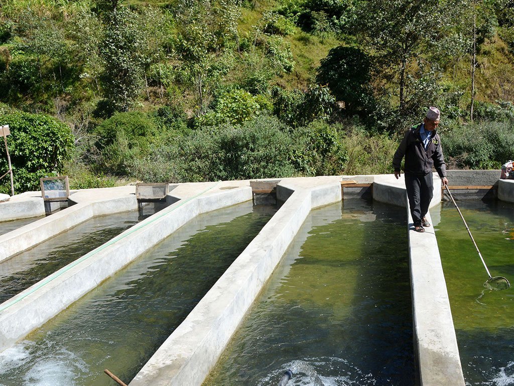 वर्षात्को धमिलो भेल पस्दा बाह्र लाखको माछा नष्ट
