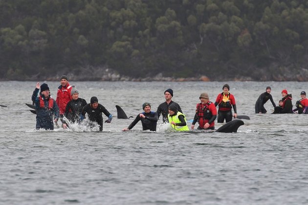 Rescue under way to save 180 stranded whales in Australia
