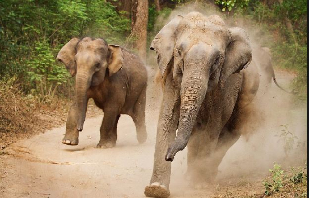 जङ्गली हात्तीले हैरान, १५ बिघा क्षेत्रफलमा लगाएको धान क्षति