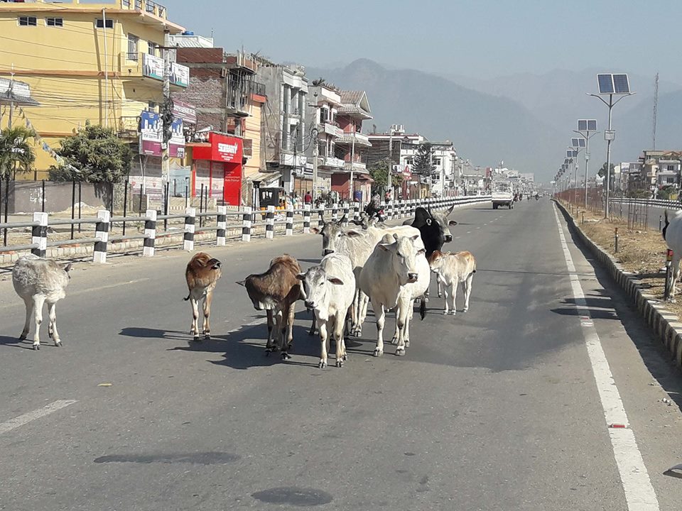 महङ्गो छ सडकमा छाडा छोडी दुर्घटनामा परेका गाईबाच्छाको उपचार भन्ने गुनासो