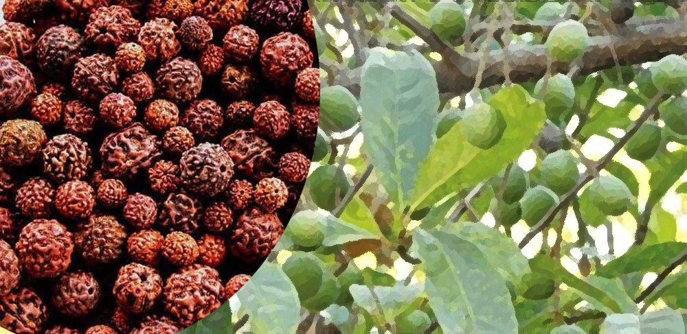 कोरोना महामारीका कारण रुद्राक्ष व्यवसाय सङ्कटमा