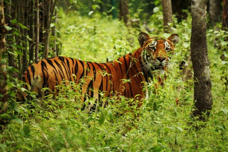 हात्ती चराउन गएका एक युवकको बाघको आक्रमणबाट मृत्यु