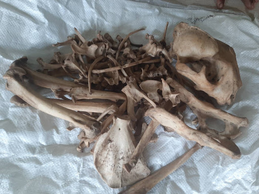 बाघको हड्डीसहित एकजना पक्राउ