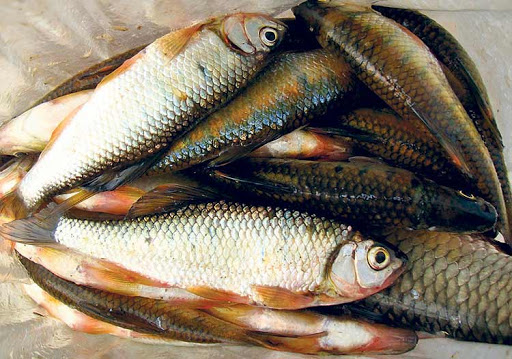 पाइन छाडे असला माछा