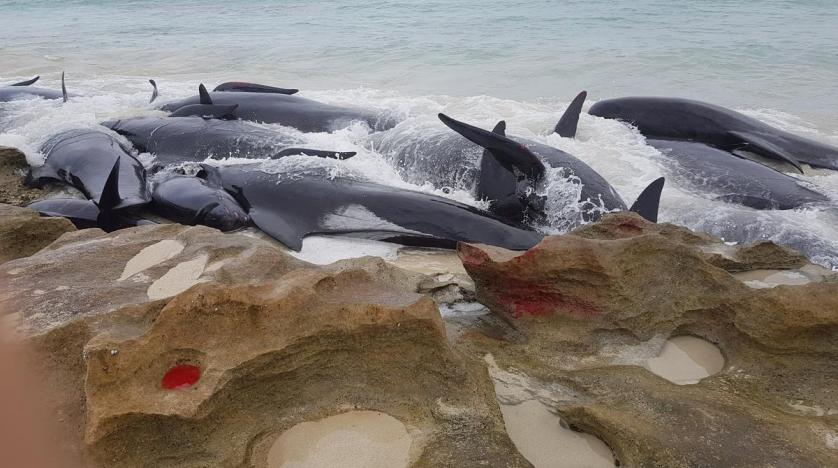 Up to 70 whales stranded in southern Australia