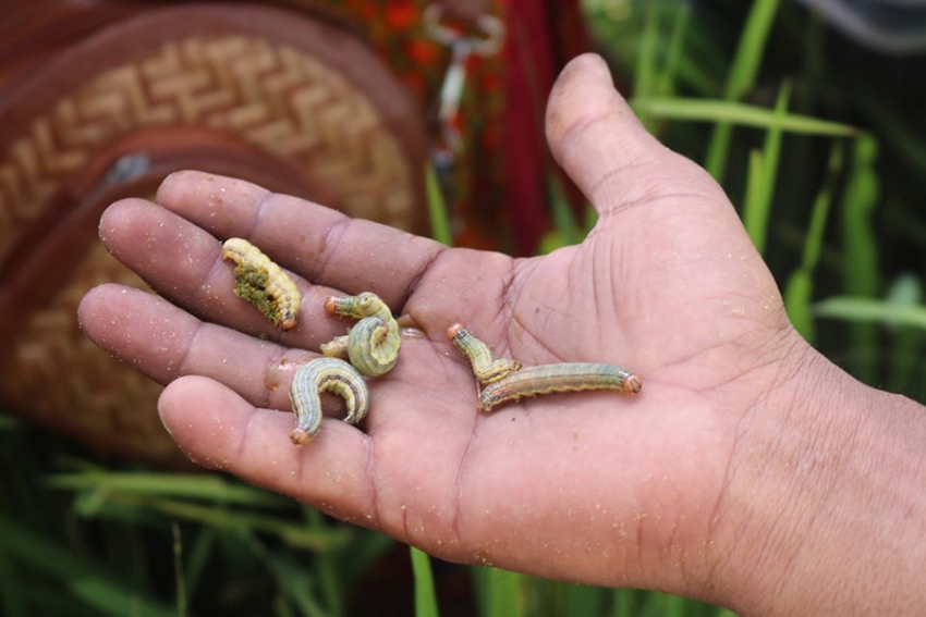 पर्सामा १० प्रतिशत धानबालीमा कीराको प्रकोप