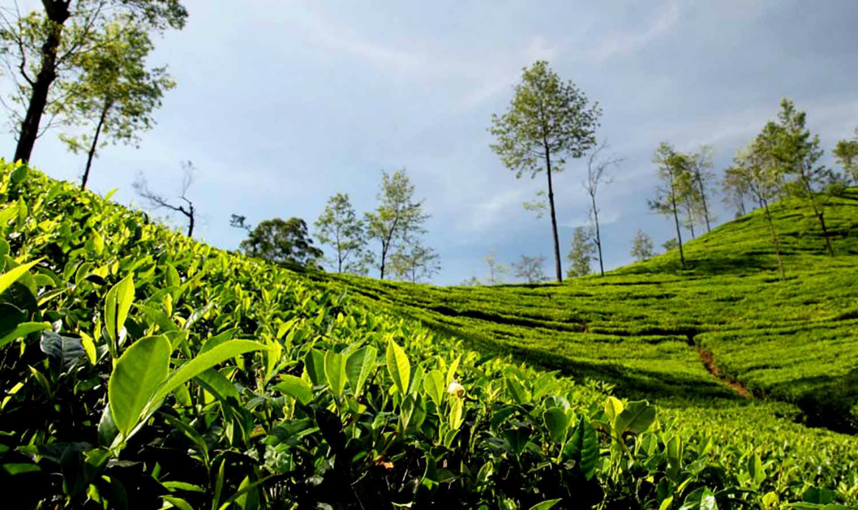 चियाको आम्दानी १४७ प्रतिशतले वृद्धि, सुध्रिएन अलैँची